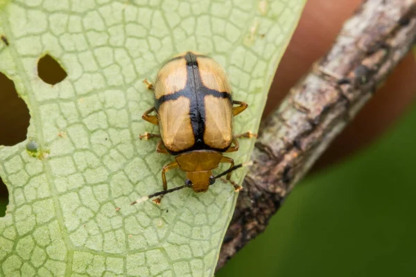 Chrząszcz Liściowy Liściu Borneo Dżungli Przyrody Widok Przyrody Natura Koncepcja — Zdjęcie stockowe