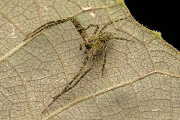 Spider Borneo Huntsman Spider Concepto Vida Silvestre Naturaleza — Foto de Stock