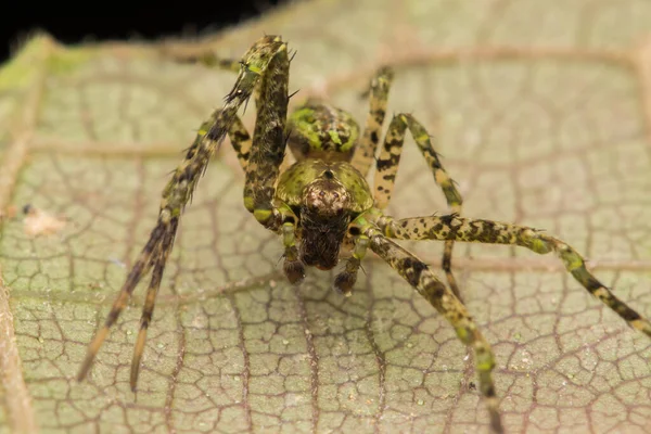 Spider Borneo Huntsman Spider Concepto Vida Silvestre Naturaleza — Foto de Stock