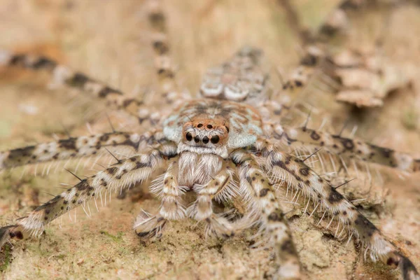 Borneo Örümceği Avcı Örümcek Doğa Vahşi Yaşam Konsepti — Stok fotoğraf