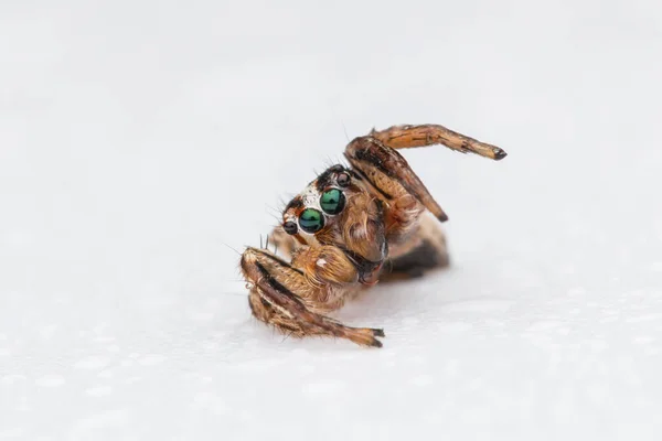 Araña Saltadora Aislada Sobre Fondo Blanco —  Fotos de Stock