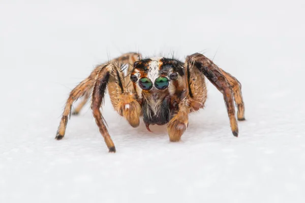 Aranha Saltando Isolado Fundo Branco — Fotografia de Stock