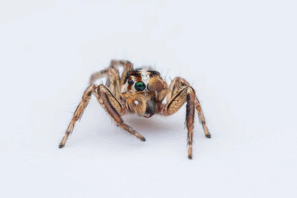 Araignée Sautante Isolée Sur Fond Blanc — Photo