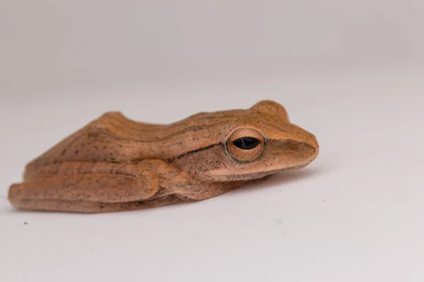 Beautiful Frog Isolated White Background Borneo — Stock Photo, Image