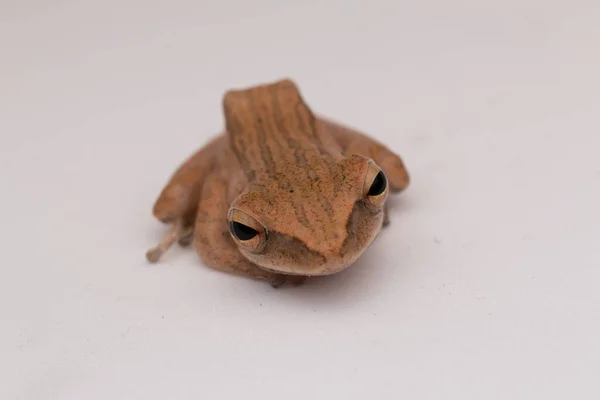 Schöne Frosch Isoliert Auf Weißem Hintergrund Auf Borneo — Stockfoto