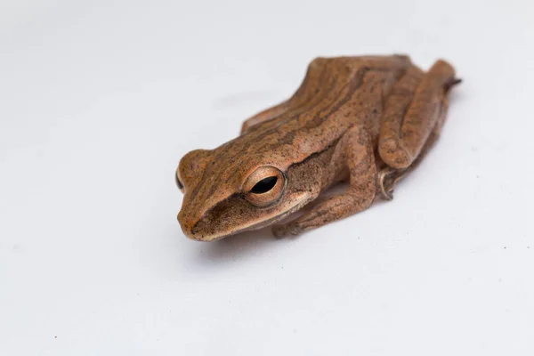 Beautiful Frog Isolated White Background Borneo — Stock Photo, Image