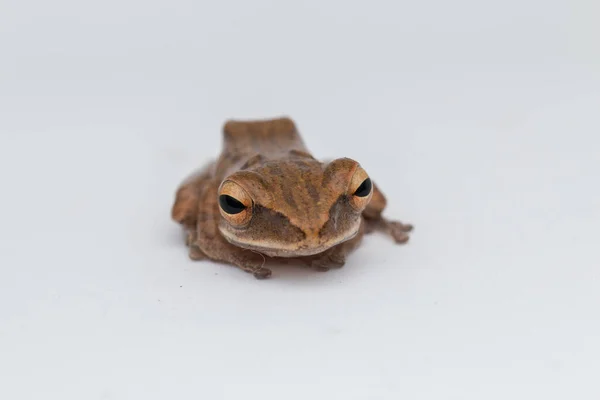 Sapo Bonito Isolado Fundo Branco Bornéu — Fotografia de Stock