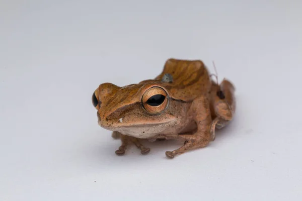 Beautiful Frog Isolated White Background Borneo — Stock Photo, Image