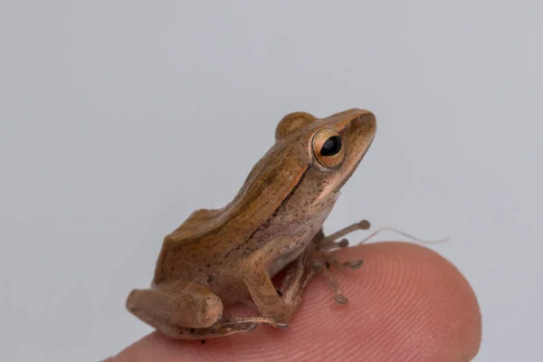 婆罗洲白色背景的美丽青蛙 — 图库照片