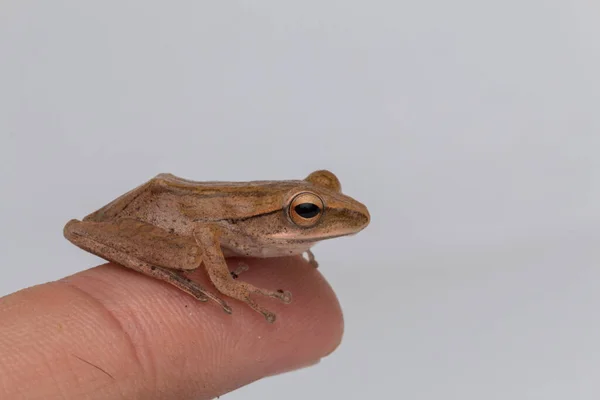 Beautiful Frog Isolated White Background Borneo — Stock Photo, Image