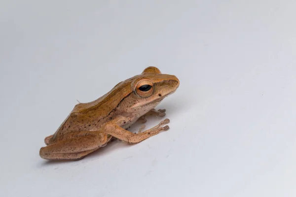 Sapo Bonito Isolado Fundo Branco Bornéu — Fotografia de Stock