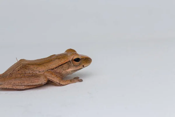 Sapo Bonito Isolado Fundo Branco Bornéu — Fotografia de Stock