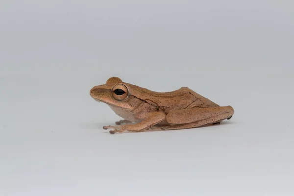 Sapo Bonito Isolado Fundo Branco Bornéu — Fotografia de Stock