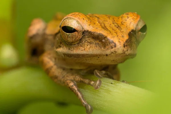 Krásná Žába Borneo Příroda Volně Žijících Živočichů — Stock fotografie