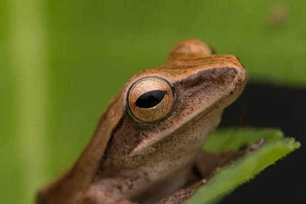 婆罗洲野生动物概念中美丽的青蛙 — 图库照片