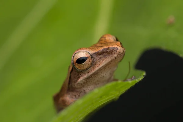 ボルネオの美しいカエル 自然の野生動物の概念 — ストック写真