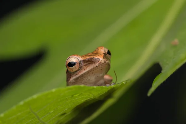 ボルネオの美しいカエル 自然の野生動物の概念 — ストック写真