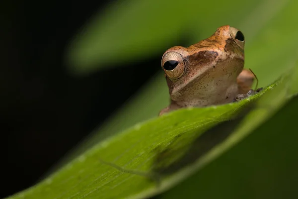 Krásná Žába Borneo Příroda Volně Žijících Živočichů — Stock fotografie