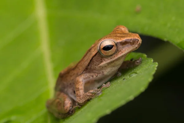 Piękna Żaba Borneo Natura Koncepcja Dzikiej Przyrody — Zdjęcie stockowe
