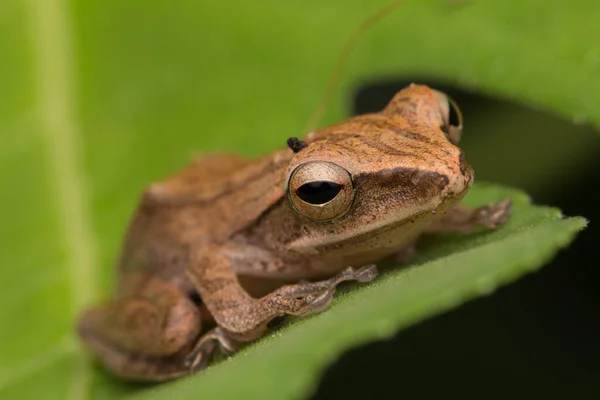 Piękna Żaba Borneo Natura Koncepcja Dzikiej Przyrody — Zdjęcie stockowe