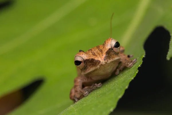 Beautiful Frog 보르네오 생태계 — 스톡 사진