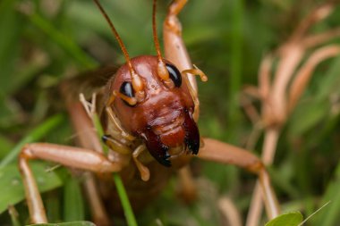 Sabah, Borneo 'daki dev cırcır böceğinin doğa sahnesi, Dev Çekirge' nin yakın plan görüntüsü.