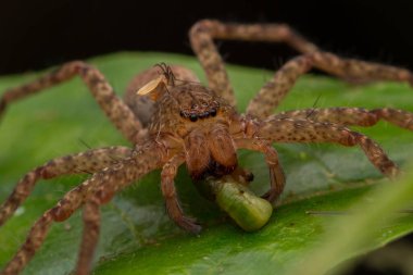 Güzel Örümcek Sabah, Borneo, Borneo örümceği, yeşil yapraklı avcı örümcek