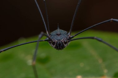 Gece yırtıcısının doğa sahnesi. Borneo Adası 'nda hasat örümceği. Hasatçı örümceğin yakın çekimi.