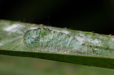 Sabah, Borneo 'da yaprak üzerinde sürünen şirin tırtıl.