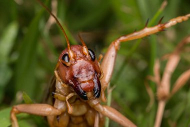 Sabah, Borneo 'daki dev cırcır böceğinin doğa sahnesi, Dev Çekirge' nin yakın plan görüntüsü.