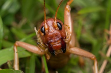 Sabah, Borneo 'daki dev cırcır böceğinin doğa sahnesi, Dev Çekirge' nin yakın plan görüntüsü.