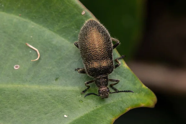 Hermosa Imagen Cerca Escarabajo Oscuro Peludo Kota Kinabalu Borneo —  Fotos de Stock