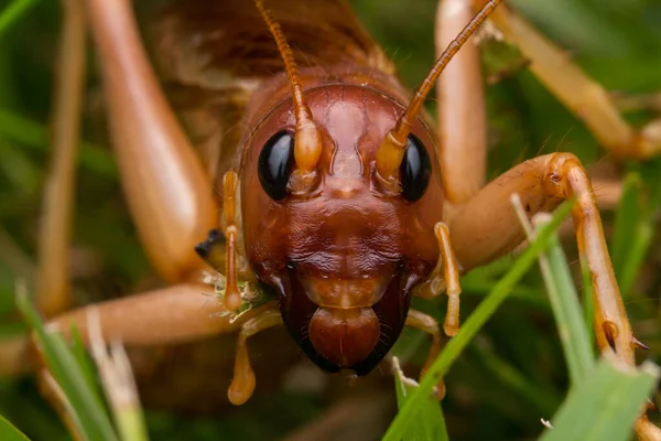 Natura Scena Gigantycznego Krykieta Sabah Borneo Close Image Giant Cricket — Zdjęcie stockowe