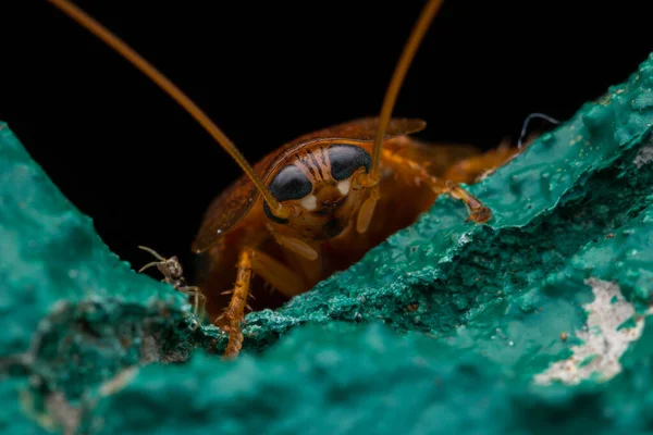 Großaufnahme Einer Dschungelwaldschabe Sabah Borneo — Stockfoto