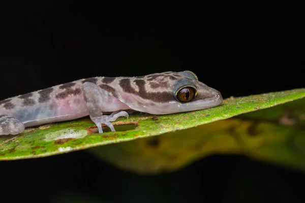 근접촬영 Kinabalu Angle Toed Gecko Cyrtodactylus Baluensis Kundasang Borneo — 스톡 사진