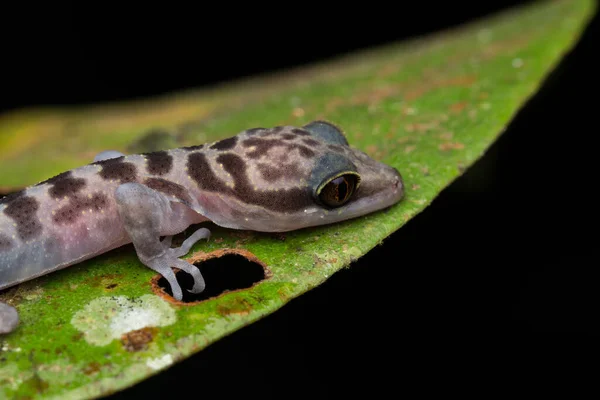 근접촬영 Kinabalu Angle Toed Gecko Cyrtodactylus Baluensis Kundasang Borneo — 스톡 사진