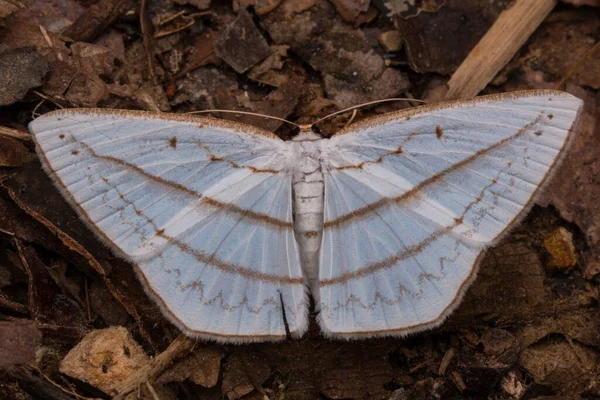 Macro Beeld Natuur Unieke Mot Van Sabah Borneo — Stockfoto