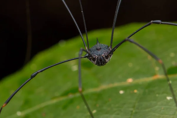 Escena Natural Del Depredador Nocturno Harvestmen Spider Isla Borneo Primer — Foto de Stock