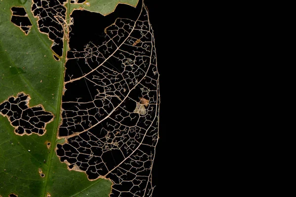 Detail Skeleton Leaf Structure Texture Nature Leaf Background Isolated Black — Stock Photo, Image