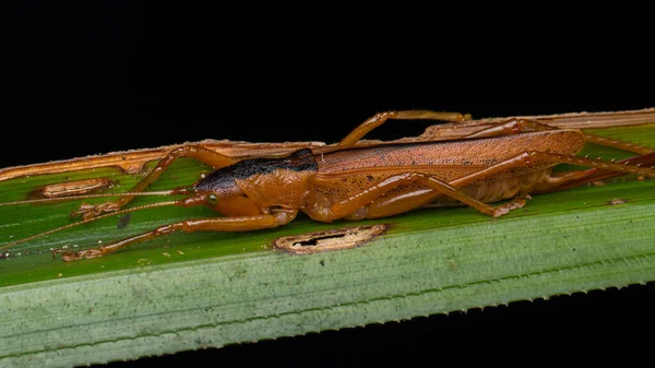 Katydid Borneo Green Leaf Έννοια Της Άγριας Φύσης — Φωτογραφία Αρχείου