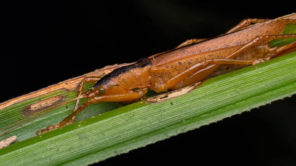 Katydid Bornéu Folha Verde Natureza Conceito Vida Selvagem — Fotografia de Stock