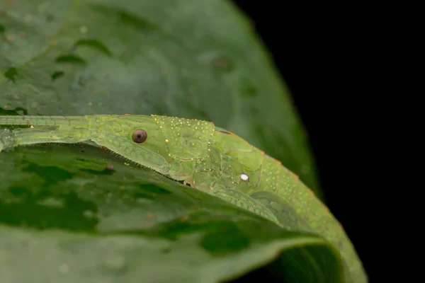 Katydid Verde Borneo Hoja Verde Concepto Vida Silvestre Naturaleza —  Fotos de Stock