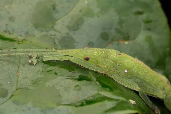 Zielony Katydid Borneo Zielonym Liściu Koncepcja Przyrody — Zdjęcie stockowe