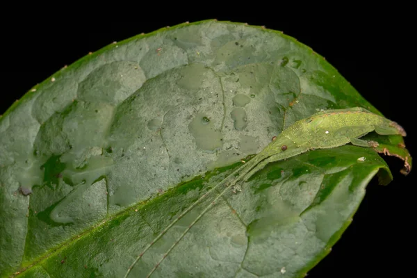 Green Katydid Borneo Green Leaf Nature Wildlife Concept — Stock Photo, Image