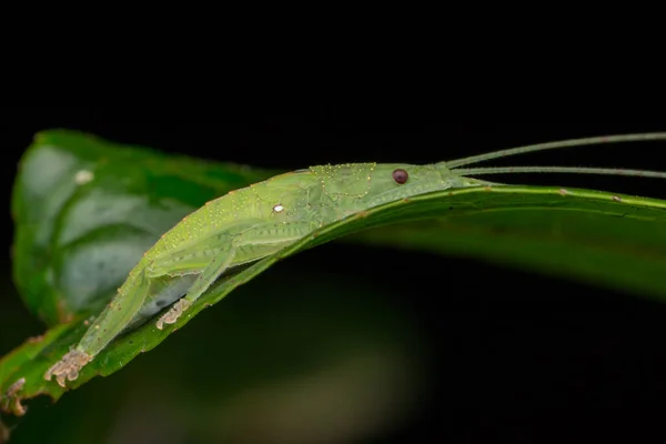 Zielony Katydid Borneo Zielonym Liściu Koncepcja Przyrody — Zdjęcie stockowe