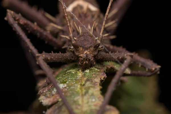 Natur Dschungel Ansicht Von Sehr Großen Stick Insekt Oder Borneo — Stockfoto