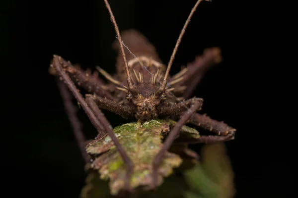 Natur Dschungel Ansicht Von Sehr Großen Stick Insekt Oder Borneo — Stockfoto