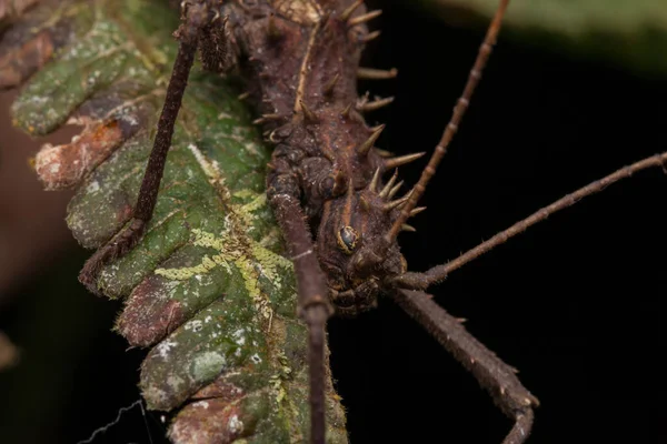 Vue Jungle Naturelle Très Gros Insecte Bâton Île Bornéo Haniella — Photo