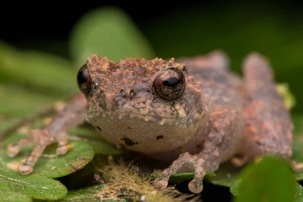 Příroda Divoká Zvěř Žába Zeleném Listu Sabah Borneo — Stock fotografie