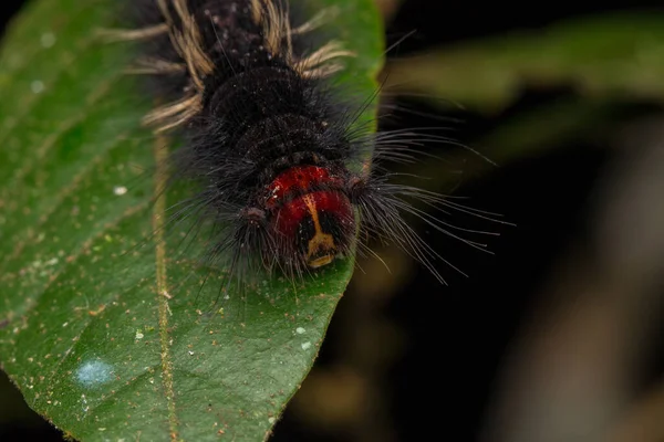 Makró Kép Gyönyörű Caterpillar Sabah Borneo — Stock Fotó